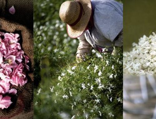 UNESCO et Parfumerie : Bilan et perspectives