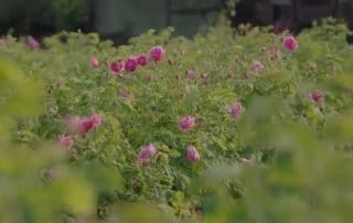 champ de roses