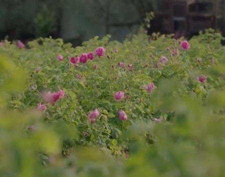 champ de roses