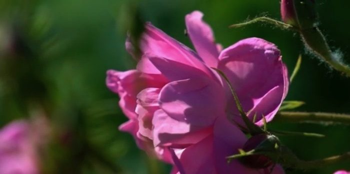rose gros plan