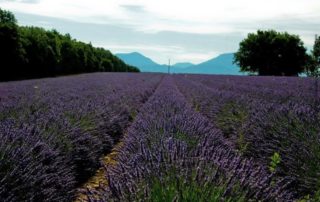 champ de lavande 2