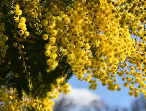 Parfum de Mimosa… au bonheur du nez