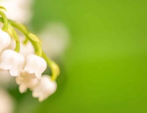 Mai, le mois du muguet et de la rose